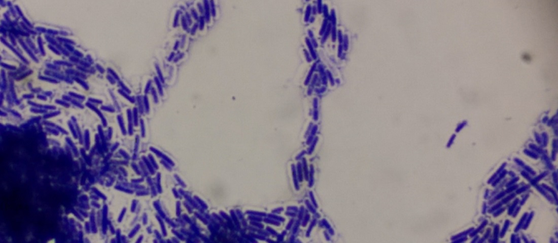 Biophotonics Image