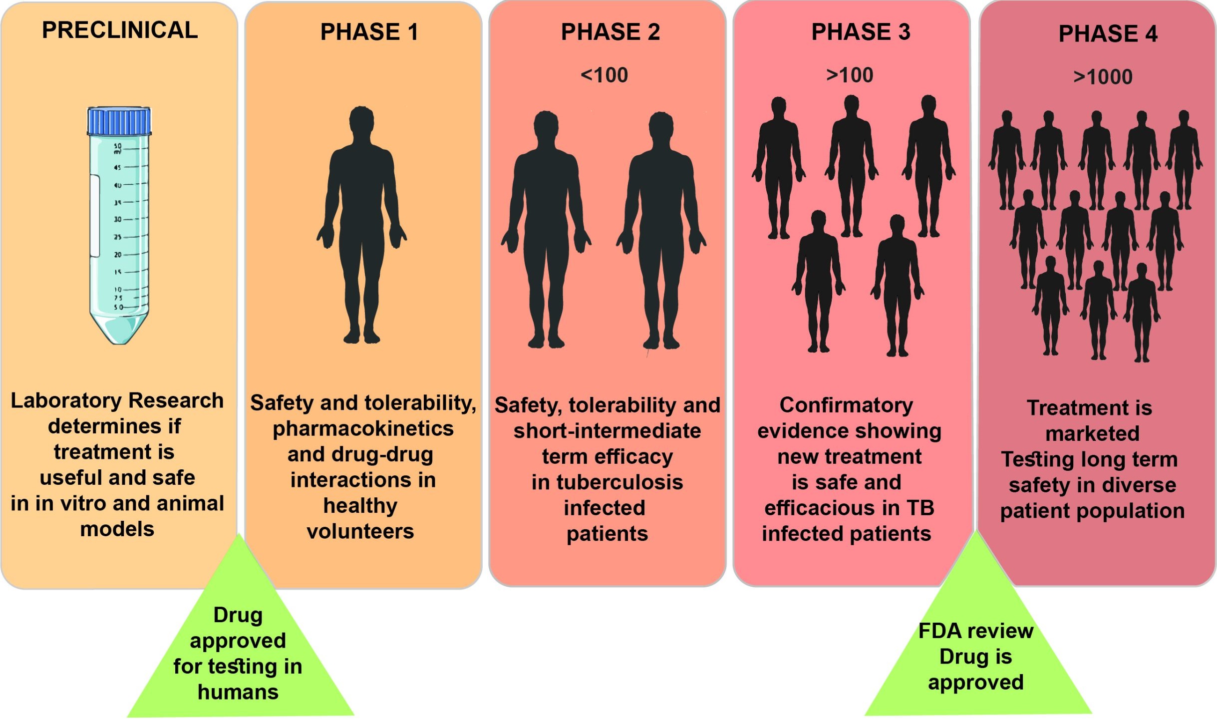 phases of clinical research trials